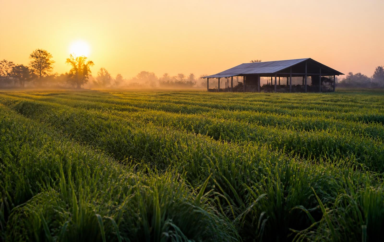 Green fodder fields on the farm at sunrise